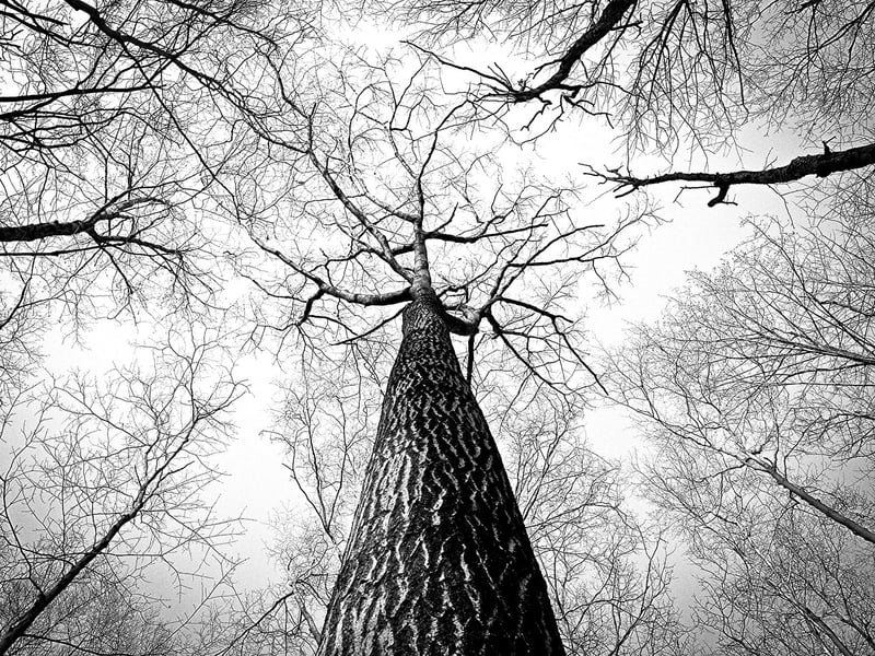 Enchanted Woods
